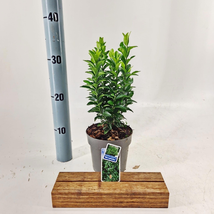 <h4>Euonymus jap. 'Microphyllus'</h4>