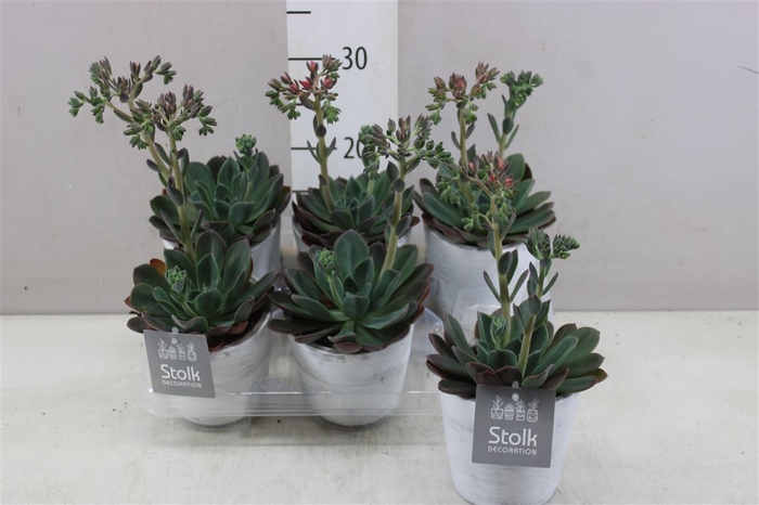 <h4>Echeveria Blue Princes In White Wash Keramiek</h4>