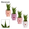 Sansevieria Temple crown 12 cm in Dua Lipa (Party love-collectio