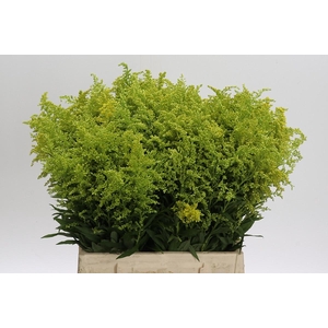 Solidago Tara Gold Buiten