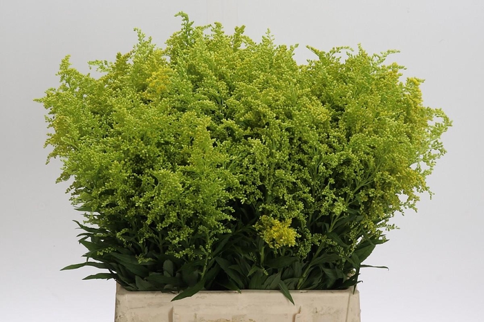 <h4>Solidago Tara Gold Buiten</h4>