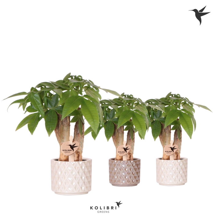 <h4>Kolibri Greens Pachira in Diamond Pearl pot sand/travertine mix</h4>