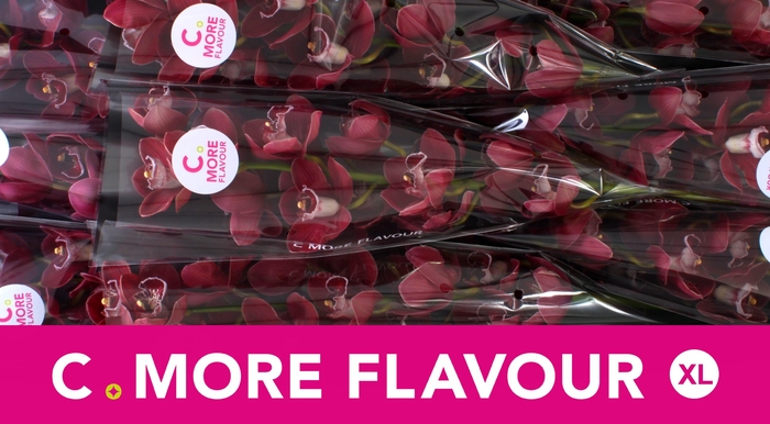 <h4>CYMB T HADES</h4>