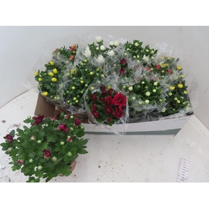 Chrysanthemum gemengd 6klr.