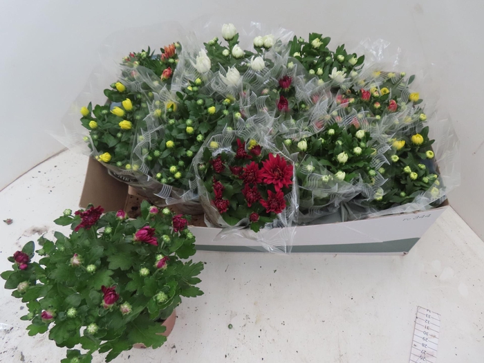 <h4>Chrysanthemum gemengd 6klr.</h4>