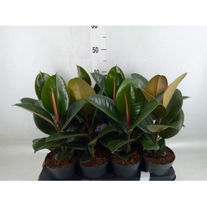 Ficus elastica 'Robusta'
