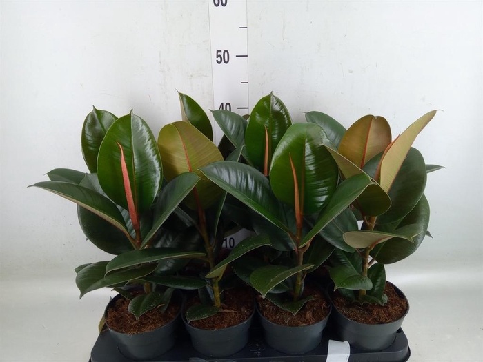 <h4>Ficus elastica 'Robusta'</h4>