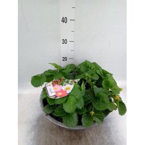 Fragaria   ...