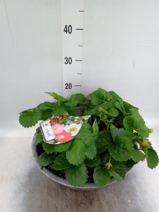 <h4>Fragaria   ...</h4>