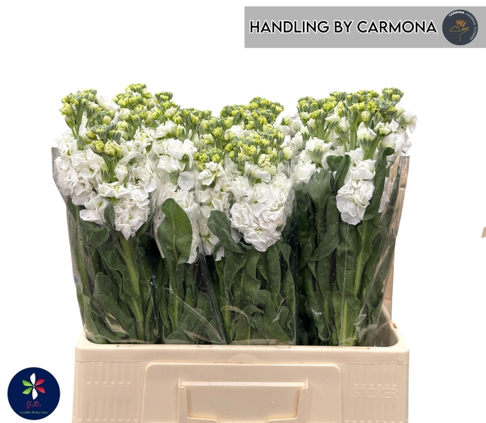 <h4>MATTH IRON WHITE</h4>