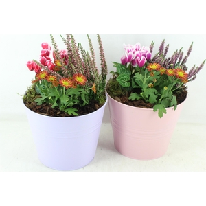 arr4 Outdoor PL - Zink emmer colour x3