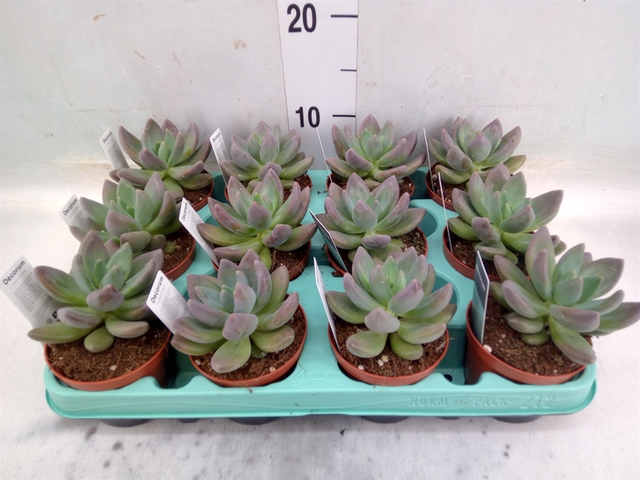 <h4>Pachyphytum oviferum</h4>