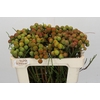 Kaaps Groen Baubles