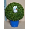 Buxu Sempervirens Xxl