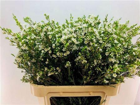 <h4>Chame Un Luna</h4>