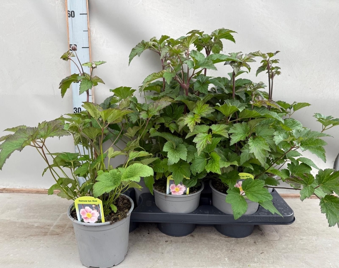 <h4>Anemone hybrida 'Mont-rose'</h4>
