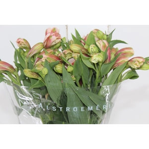 ALSTROEMERIA REBECCA 080 CM