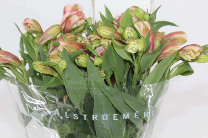<h4>ALSTROEMERIA REBECCA 080 CM</h4>