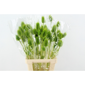 DF Dipsacus Li. Green Bs 130g