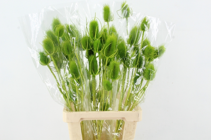 <h4>DF Dipsacus Li. Green Bs 130g</h4>