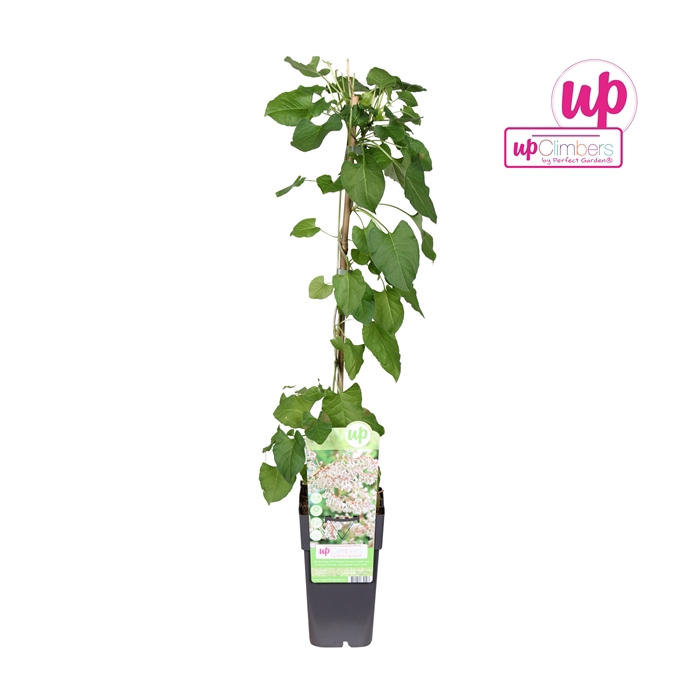 <h4>Fallopia baldschuanica P15</h4>