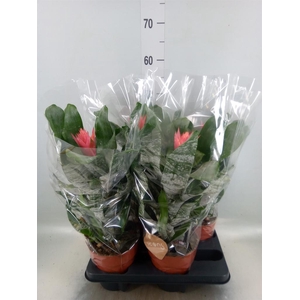 Aechmea   ...