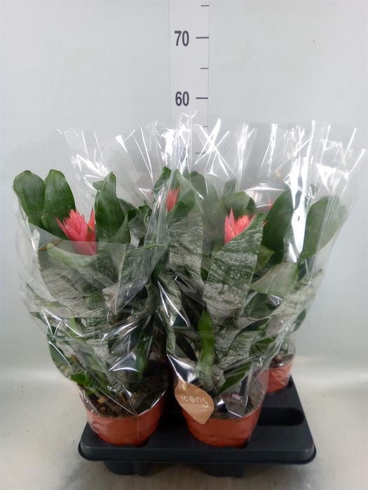 <h4>Aechmea   ...</h4>