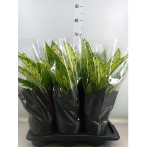 Dieffenbachia  'Vesuvius'