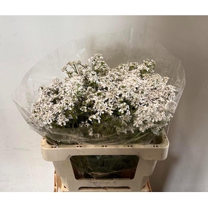 Iberis Umbellata