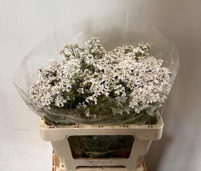 <h4>Iberis Umbellata</h4>