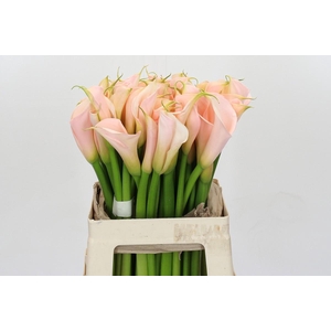 Zantedeschia Eydolls Salmon