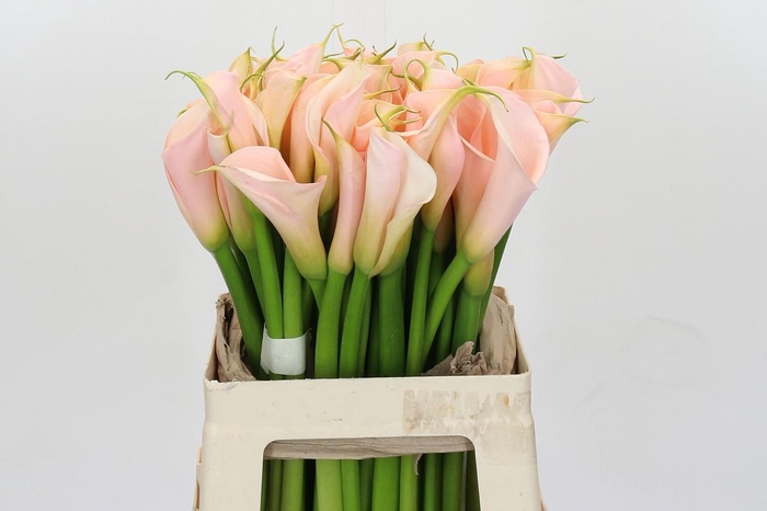 Zantedeschia Eydolls Salmon