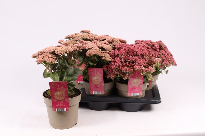 SEDUM TELEPHIUM