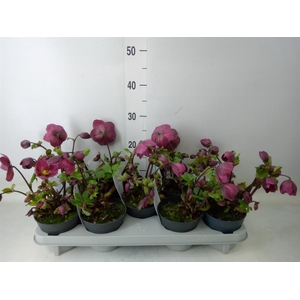Helleborus  'Verboom Sifra'