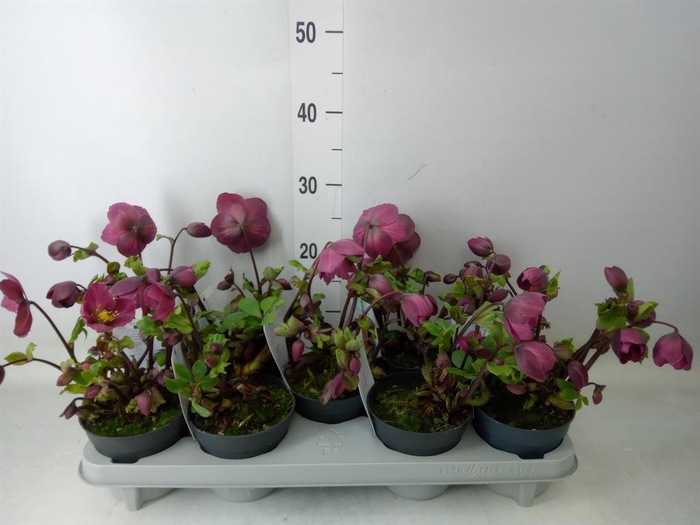 <h4>Helleborus  'Verboom Sifra'</h4>
