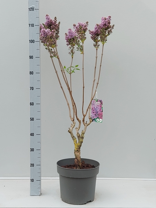 <h4>SYRI VULGARIS</h4>