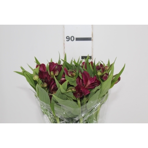 ALSTROEMERIA POMPEII 080 CM