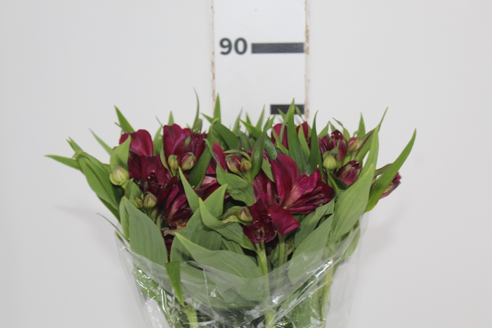 <h4>ALSTROEMERIA POMPEII 080 CM</h4>