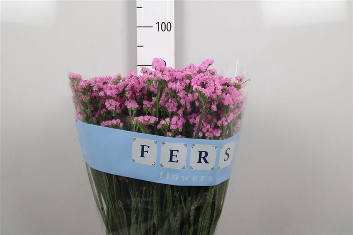 <h4>Lim S Fantasia Wings</h4>