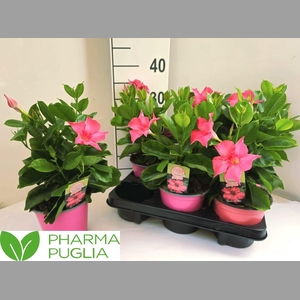 MANDE RIO PINK