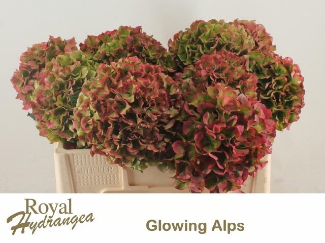 <h4>HYDR M GLOW ALPS CL</h4>