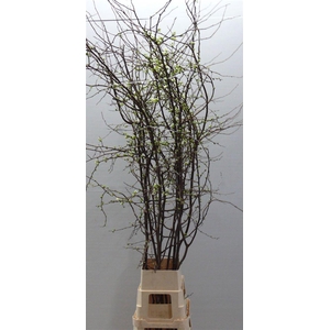 Chaenomeles Superba White 180 200cm P Stem X10