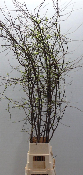 <h4>Chaenomeles Superba White 200 240cm</h4>