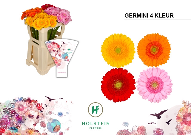 <h4>GE MI Gerbera 4 Kleur emmer hoes x80</h4>