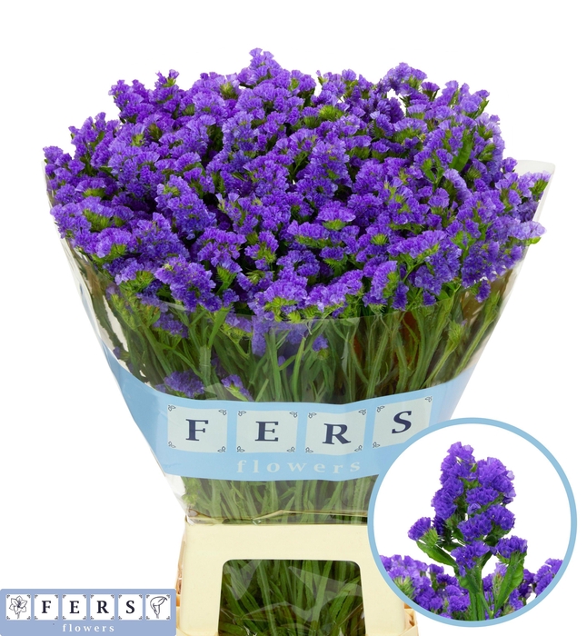 <h4>LIM S PIPPA WINGS</h4>