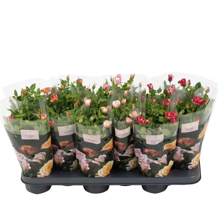 <h4>Rosa Victory Gemengd</h4>