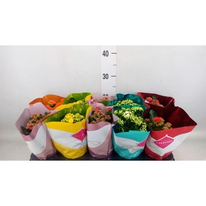 Kalanchoe blos. 'Perfecta'  ..mix 5