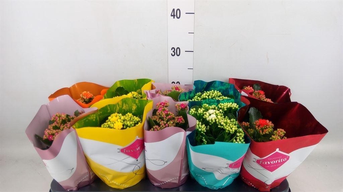 <h4>Kalanchoe blos. 'Perfecta'  ..mix 5</h4>