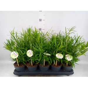 Asparagus falcatus