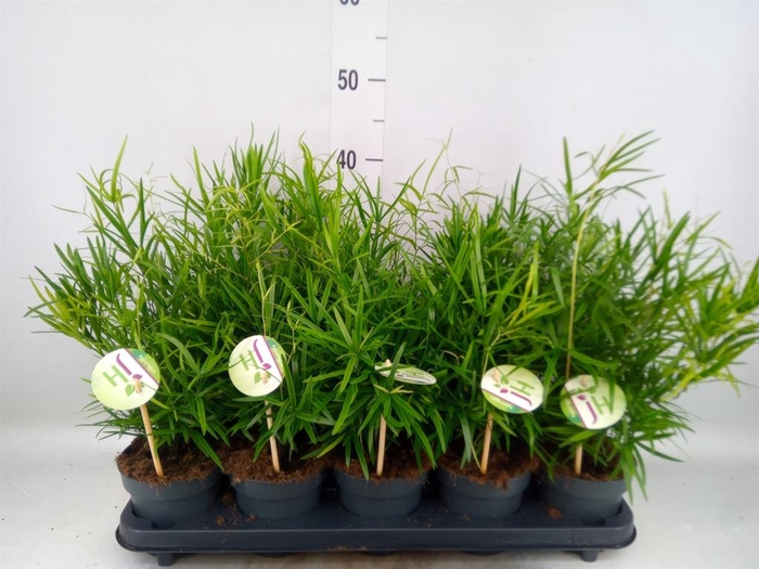 <h4>Asparagus falcatus</h4>